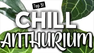 Chill Anthurium | Easy Houseplants I Would Buy Again