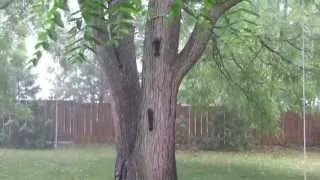 That's what squirrels do in the rain