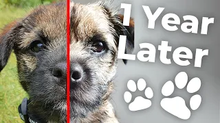 Puppy 1 Year Later! - Rusty the Border Terrier