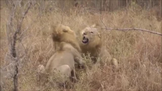 Two lions fight till death