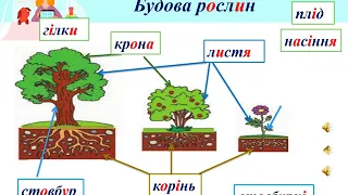 ЯДС 1 клас Світ рослин Лозинська І А