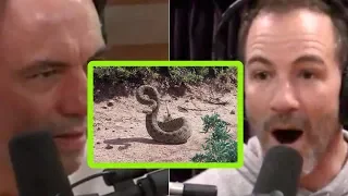 Joe Rogan and Bryan Callen Freak Out About Rattlesnakes