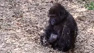 Gorilla baby March 19, 2013