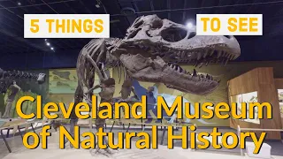 Cleveland Museum of Natural History – 5 great things to see