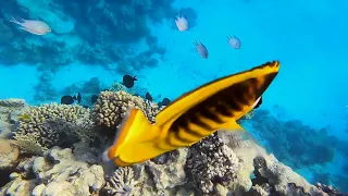 New 4K video.Egypt. Jaz Fanara Resort. Sharm El Sheikh. Coral reef at Jaz Fanara Resort-snorkelling.