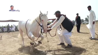 Best horse dance in pakistan No.26