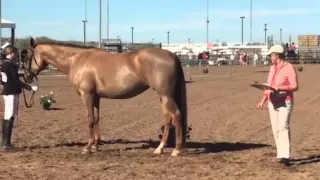 In hand Scottsdale Arabian Show 2016