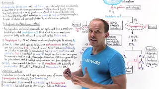 Synthesis of eicosanoids (prostaglandins, thromboxane, leukotrienes)