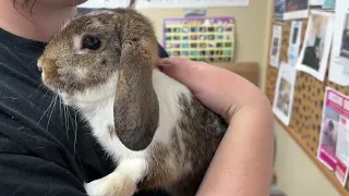 cinnabun rabbit