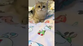 Cute💗and Funny😸Cat Video Compilation 2021 #catsvideo ##shorts 116