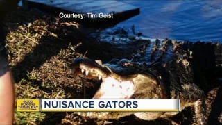 Licensed gator trappers help people who feel threatened