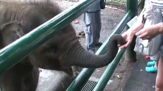 о. Бали, слоновий питомник, слоненок. Bali, elephant nursery, baby elephant.  Funny movie.