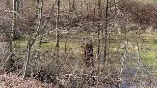 Wood Frogs and Spring Peepers in chorus