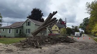 Tree Removals of Large Stems