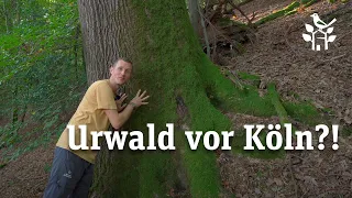 Ein vergessener Urwald nahe Köln? 🌳😱🤯