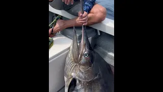 Black marlin on a live skip jack gets pretty exciting everytime. 🔥😳 #puertovallartafishing