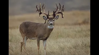 Deer Drama-Small Town Showdown on Weaponizing Government-S3Ep2TC & Friends Monday Night Musings