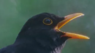 BLACKBIRD SONG