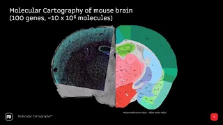 Webinar: Resolving complex biological challenges with subcellular spatial transcriptomics