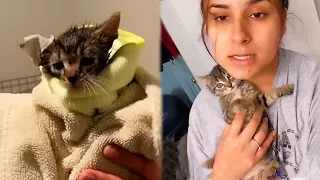 Rescue Kitten In Car Accident On The Highway - The Miracle Of God Revived The Kittens