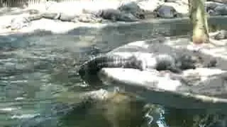 Aligator Fütterung