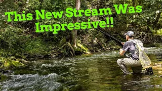 Exploring New Water / Wild Trout Slam - Fly Fishing Central NY