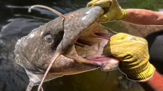 NOODLING NEW PERSONAL BEST in SNAKE INFESTED WATERS!