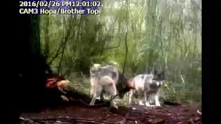 Mexican wolf family