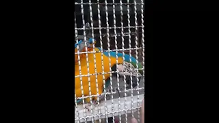 parrot is a beautiful   funny parrot    a cute funny parrot talking videos compilation new HD