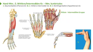 Bewegungssystem I Handmuskeln: Greifarten & Übersicht der drei Gruppen I Prof. Dr. med. Wirth