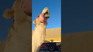 organ coming out camels mouth #short