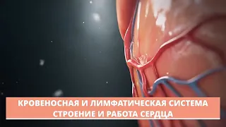 Кровеносная и лимфатическая системы.  Строение и работа сердца