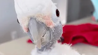 Bird cries for 'mama' after family dumps her