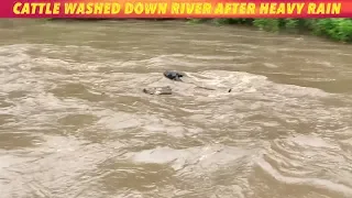 Cattle Washed Away In Minnesota River After Heavy Rain