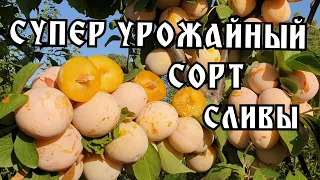 СОЧНЫЙ!!! СЛАДКИЙ!!! ВКУСНЫЙ!!! Поздний сорт сливы