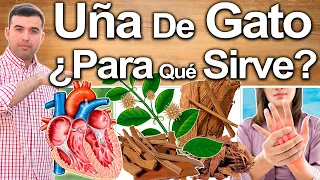 Uña De Gato ¿Para Qué Sirve? - Beneficios Para Tu Salud Y Belleza