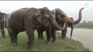 Four Rescued Elephants Enjoying The Rain And Mud Pit For The First Time! - ElephantNews