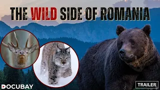 From Wolves To Horses & Eagles To Pelicans, Watch Nature Thrive In Wild Romania | 'Untamed Romania'