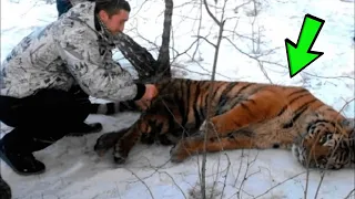 Тигр пришёл к людям за помощью. Он не мог избавиться от петли на шее!