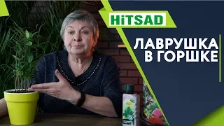 Лавр в домашних условиях ✔️ Экзотика на подоконнике  Лавровое дерево