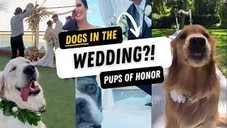 Dogs in Weddings?! Cutest Dogs of Honor Walk Down the Aisle