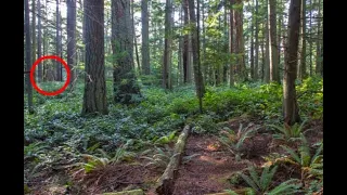 Sasquatch Vocalizing in Grove of Trees near Woman's Home in British Columbia