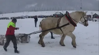 Jerry, štvrté miesto v ťažkom ťahu (Kľačianská podkova 2019)