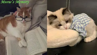Try Not To LAUGH CATS Videos 😁 Funny Cat Memory 😹😍 #10