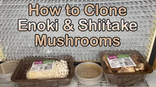 How to Clone Enoki & Shiitake Mushrooms from the Grocery Store