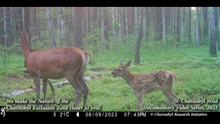 Baby boom in the Forest of the  Chornobyl Exclusion Zone in Ukraine. Spring and Summer of 2023.