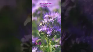 🌸 СИДЕРАТ И МЕДОНОС ФАЦЕЛИЯ!  когда сеять и когда закапывать  👉 в описании