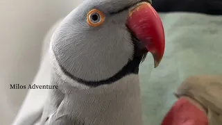 Ringneck parrot loves himself