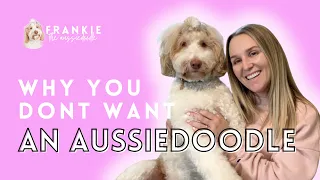 7 reasons you SHOULD NOT get an Aussiedoodle