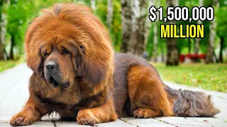 10 Most EXPENSIVE DOG BREEDS In The World